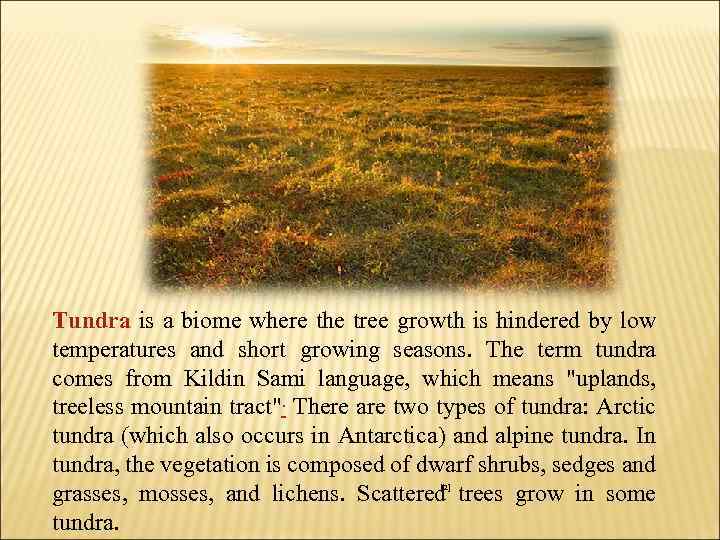  Tundra is a biome where the tree growth is hindered by low temperatures