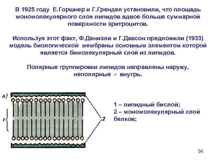 В 1925 году Е. Горшнер и Г. Грендел установили, что площадь мономолекулярного слоя липидов