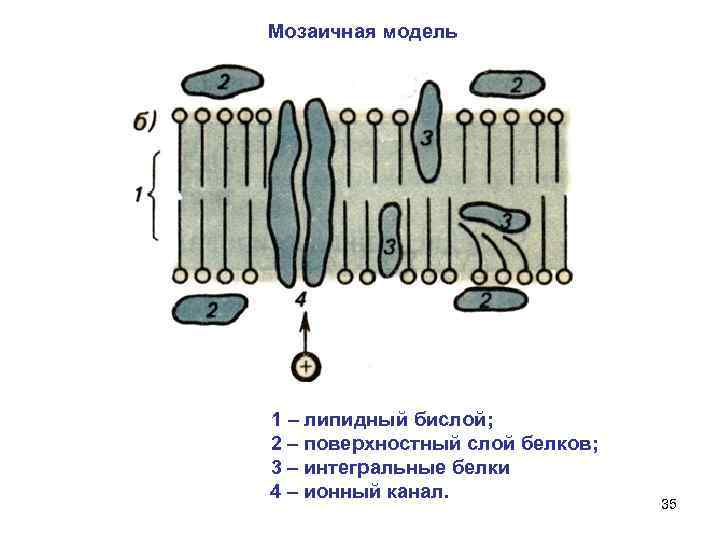  Мозаичная модель 1 – липидный бислой; 2 – поверхностный слой белков; 3 –