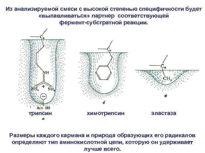 Из анализируемой смеси с высокой степенью специфичности будет «вылавливаться» партнер соответствующей фермент-субстратной реакции. трипсин