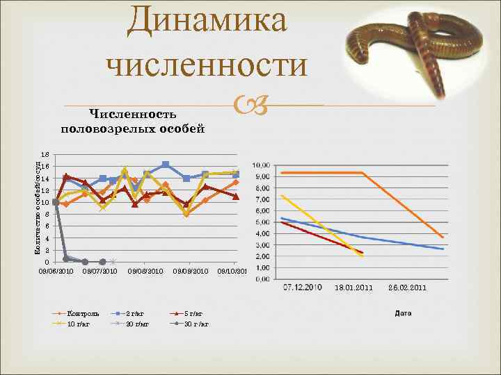 Динамика численности Численность половозрелых особей Количество особей/сосуд 18 16 14 12 10 8 6