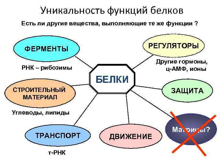 Уникальность функций белков Есть ли другие вещества, выполняющие те же функции ? РЕГУЛЯТОРЫ ФЕРМЕНТЫ