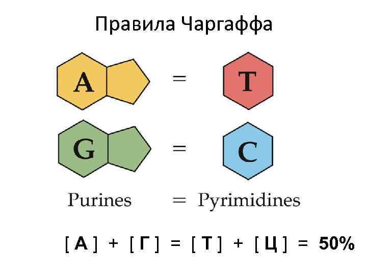 Правила Чаргаффа [ А ] + [ Г ] = [ Т ] +