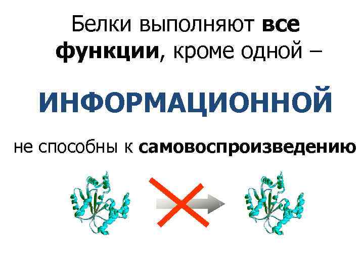 Белки выполняют все функции, кроме одной – ИНФОРМАЦИОННОЙ не способны к самовоспроизведению 