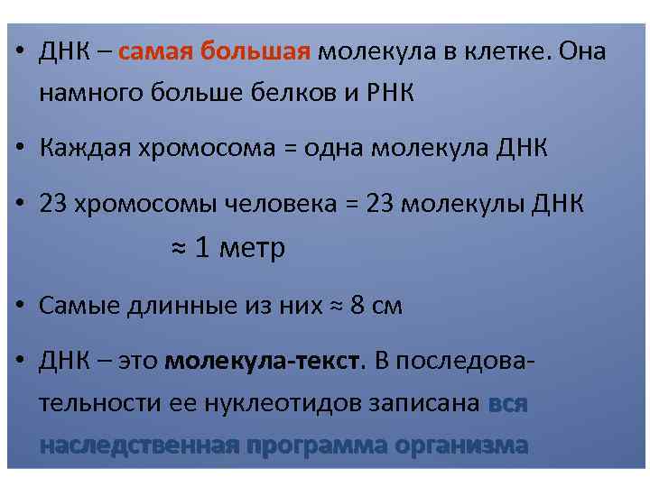  • ДНК – самая большая молекула в клетке. Она намного больше белков и