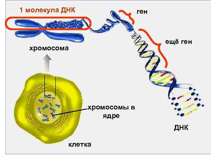 1 молекула ДНК ген ещё ген хромосома хромосомы в ядре ДНК клетка 