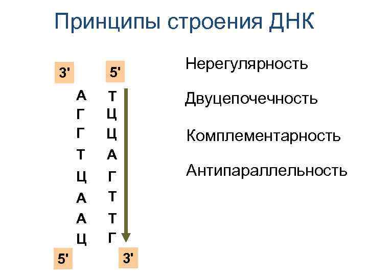 Известно что комплементарные цепи антипараллельны 5. Принципы строения ДНК. Принципы строения ДНК антипараллельность. Комплементарность и антипараллельность. Принципы строения ДНК нерегулярность.