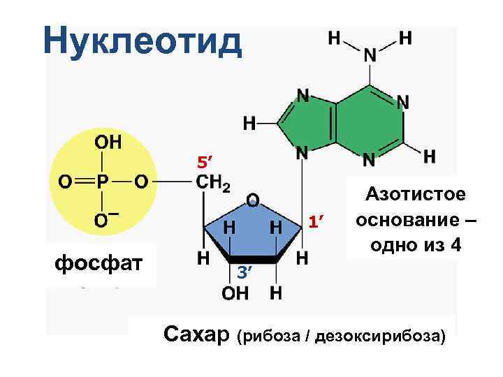 Нуклеотид 5’ 1’ фосфат Азотистое основание – одно из 4 3’ Сахар (рибоза /