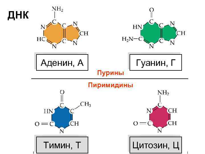 ДНК Аденин, А Гуанин, Г Пурины Пиримидины Тимин, Т Цитозин, Ц 