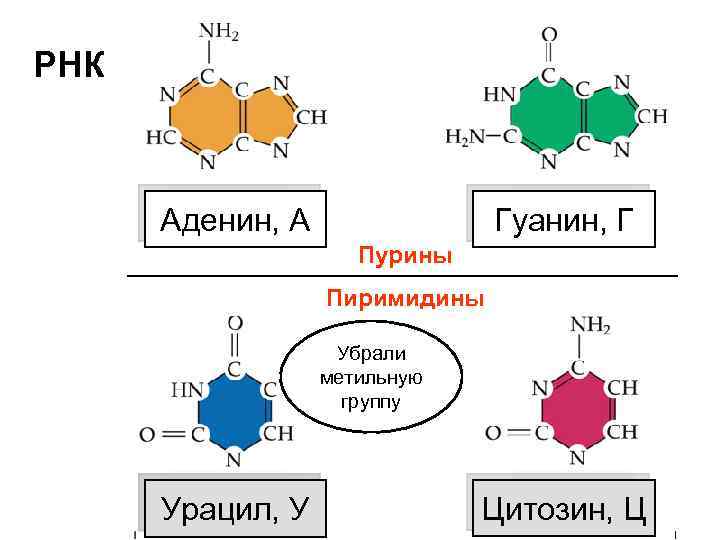 РНК ДНК Аденин, А Гуанин, Г Пурины Пиримидины Убрали метильную группу Тимин, У Урацил,