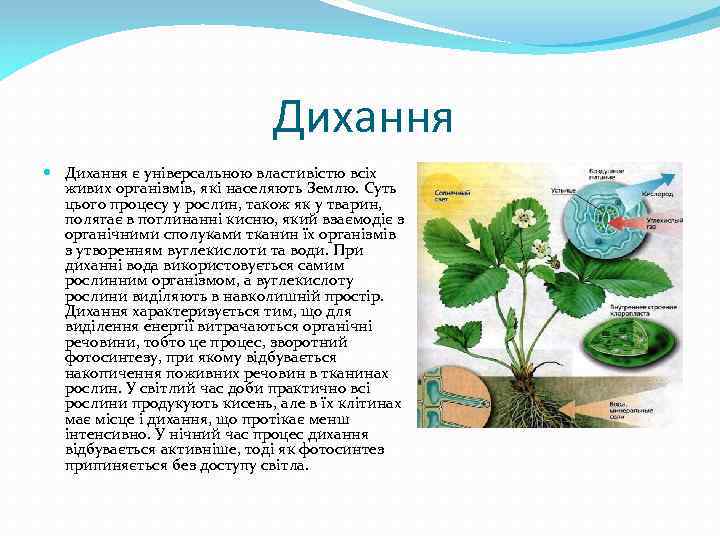 Дихання є універсальною властивістю всіх живих організмів, які населяють Землю. Суть цього процесу у