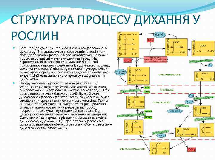 СТРУКТУРА ПРОЦЕСУ ДИХАННЯ У РОСЛИН Весь процес дихання протікає в клітинах рослинного організму. Він