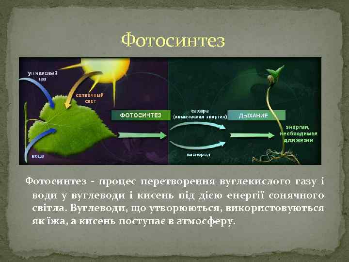 Конечный продукт фотосинтеза у растений