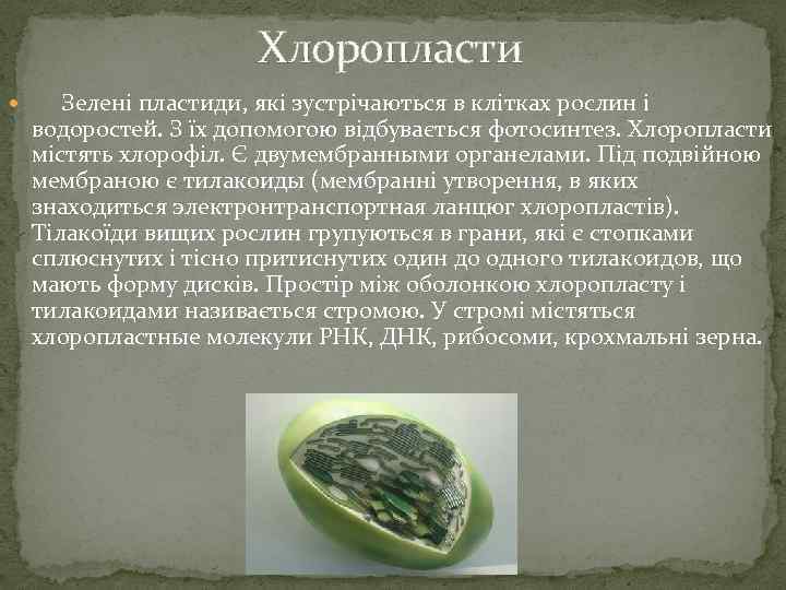 Хлоропласти Зелені пластиди, які зустрічаються в клітках рослин і водоростей. З їх допомогою відбувається