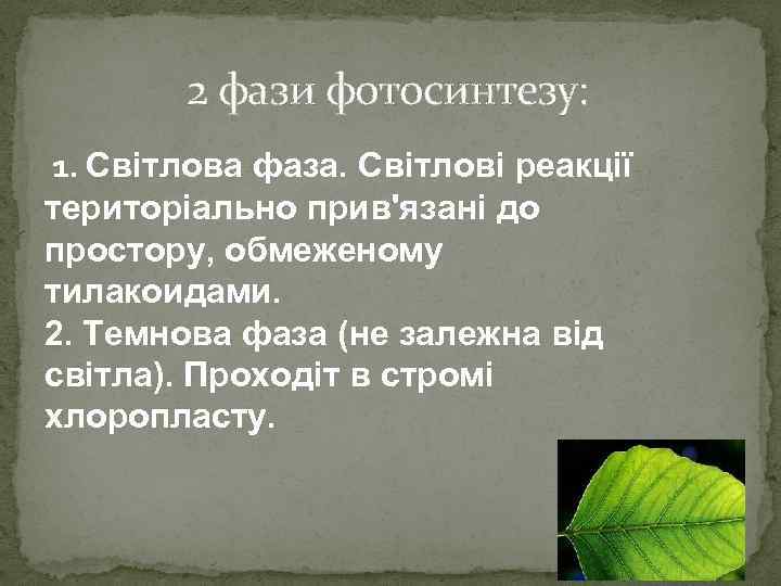 2 фази фотосинтезу: 1. Світлова фаза. Світлові реакції територіально прив'язані до простору, обмеженому тилакоидами.