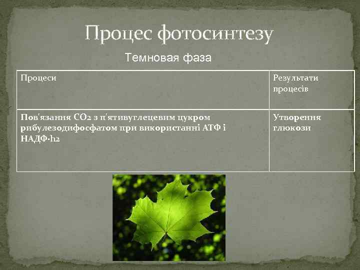 Процес фотосинтезу Темновая фаза Процеси Результати процесів Пов'язання CO 2 з п'ятивуглецевим цукром рибулезодифосфатом