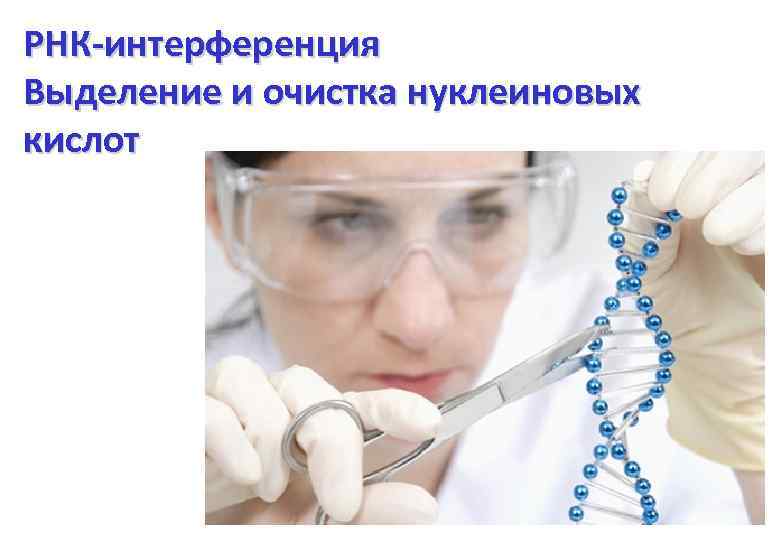 РНК-интерференция Выделение и очистка нуклеиновых кислот 