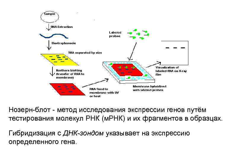 Нозерн-блот - метод исследования экспрессии генов путём тестирования молекул РНК (м. РНК) и их