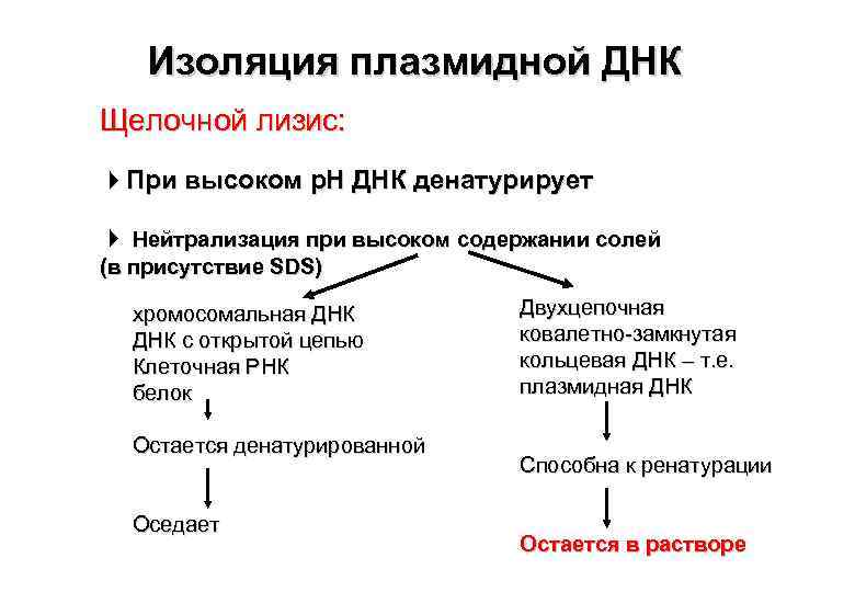 Изоляция плазмидной ДНК Щелочной лизис: При высоком р. Н ДНК денатурирует Нейтрализация при высоком
