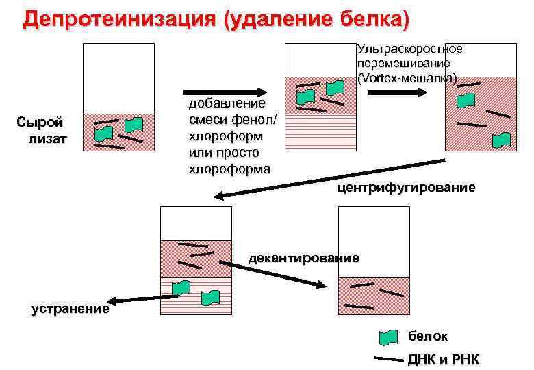 Депротеинизация (удаление белка) Ультраскоростное перемешивание (Vortex-мешалка) Сырой лизат добавление смеси фенол/ хлороформ или просто