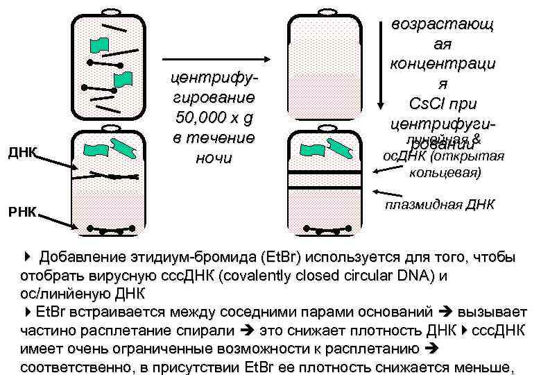 ДНК РНК центрифугирование 50, 000 x g в течение ночи возрастающ ая концентраци я