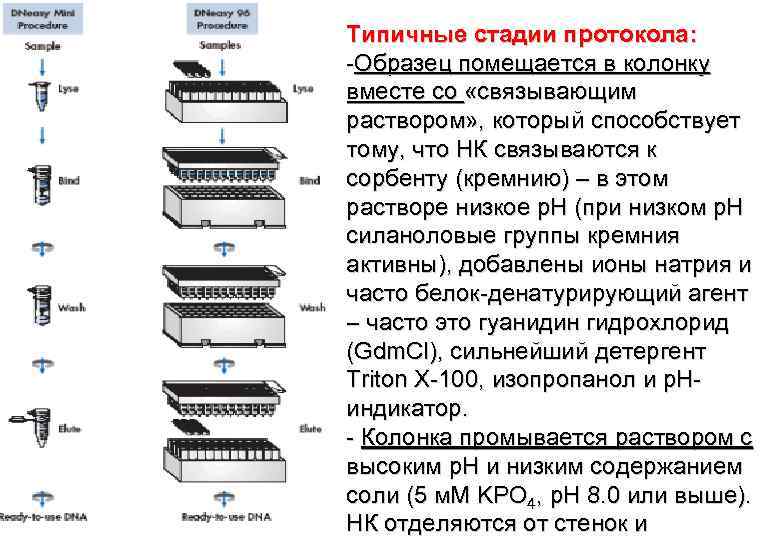 Типичные стадии протокола: -Образец помещается в колонку вместе со «связывающим раствором» , который способствует