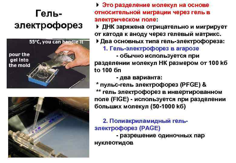 Гельэлектрофорез Это разделение молекул на основе относительной миграции через гель в электрическом поле: ДНК