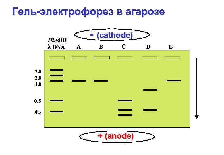 Гель-электрофорез в агарозе Hind. III DNA - (cathode) A B C 3. 0 2.