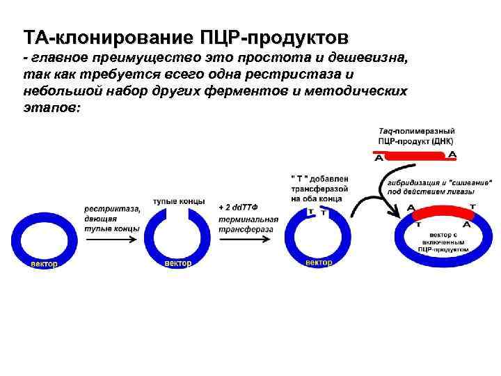 TA-клонирование ПЦР-продуктов - главное преимущество это простота и дешевизна, так как требуется всего одна