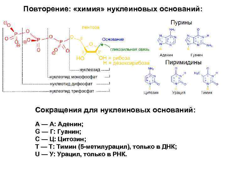 Повторение: «химия» нуклеиновых оснований: Сокращения для нуклеиновых оснований: A — А: Аденин; G —