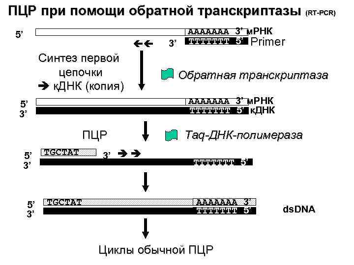 ПЦР при помощи обратной транскриптазы (RT-PCR) 5’ Синтез первой цепочки к. ДНК (копия) ПЦР