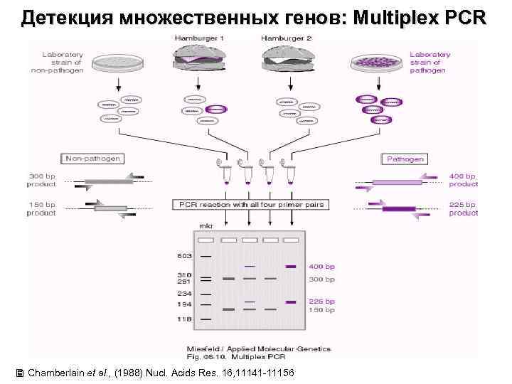 Детекция множественных генов: Multiplex PCR Chamberlain et al. , (1988) Nucl. Acids Res. 16,