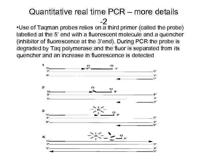 Quantitative real time PCR – more details -2 • Use of Taqman probes relies