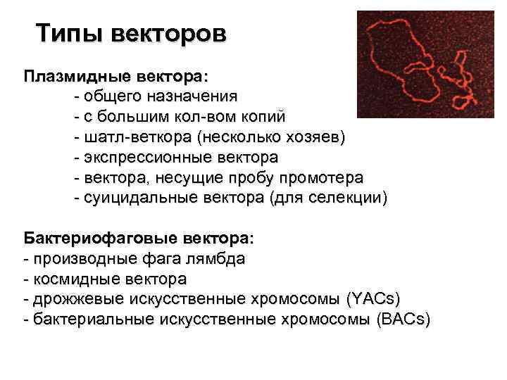 Типы векторов Плазмидные вектора: - общего назначения - с большим кол-вом копий - шатл-веткора