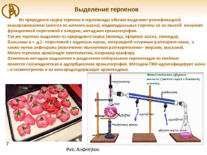 Выделение терпенов Из природного сырья терпены и терпеноиды обычно выделяют ректификацией, вымораживанием (ментол из