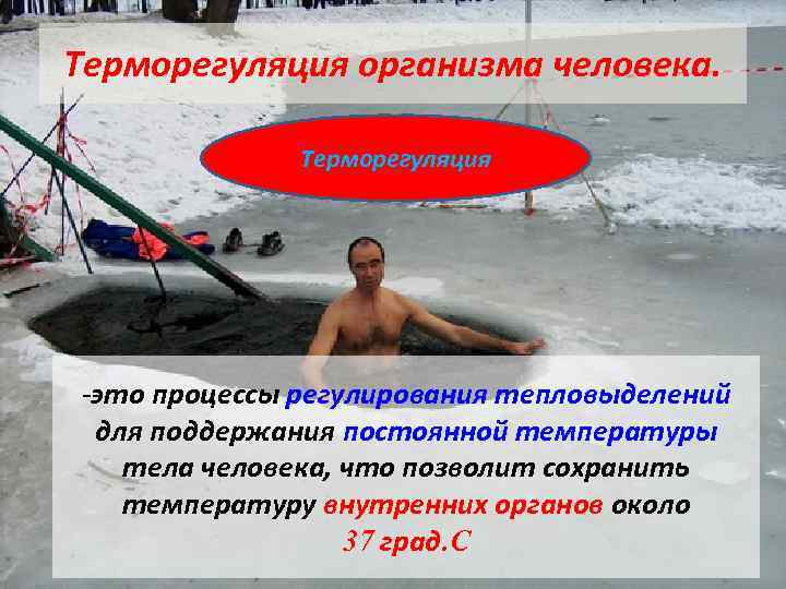 Терморегуляция организма человека. Терморегуляция -это процессы регулирования тепловыделений для поддержания постоянной температуры тела человека,