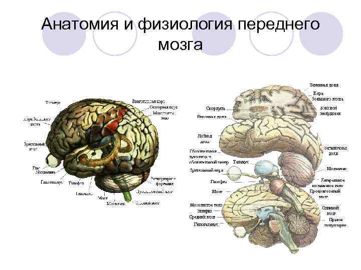 Физиология мозги. Физиология мозга. Анатомия и физиология мозга. Физиология переднего мозга. Отделы мозга физиология.