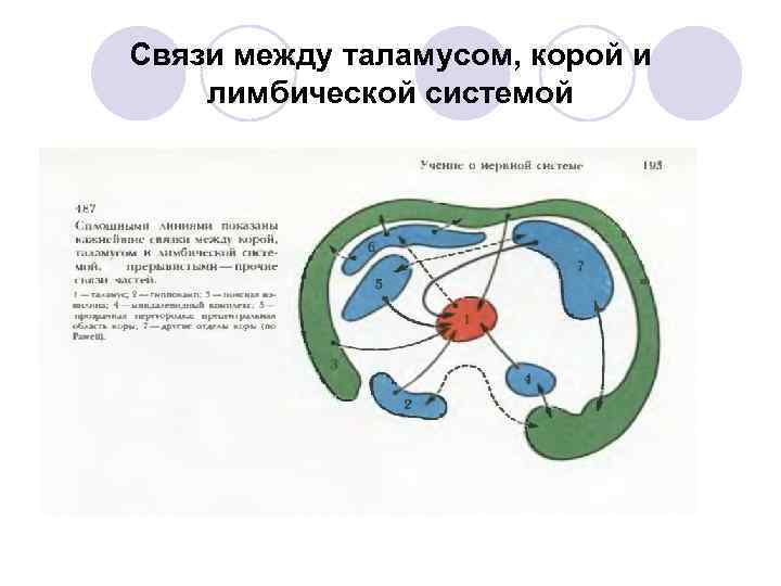 Связи между таламусом, корой и лимбической системой 