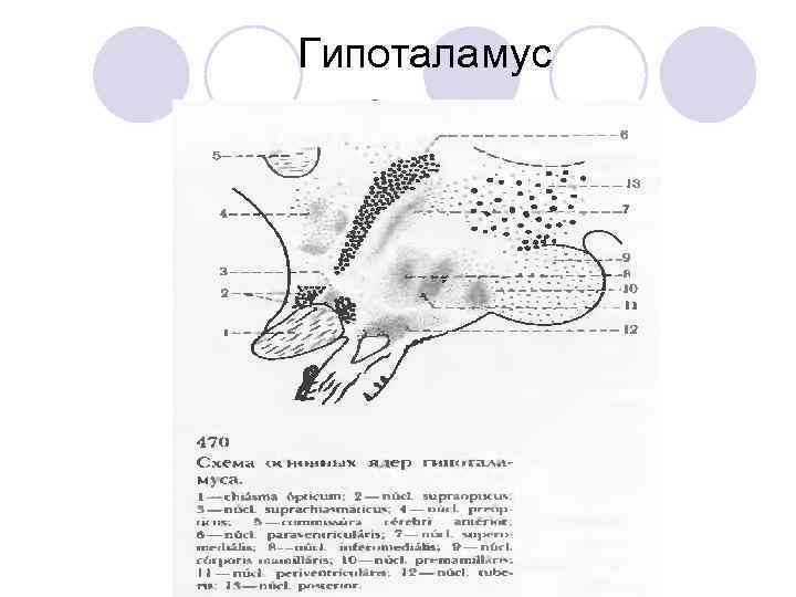 Гипоталамус 