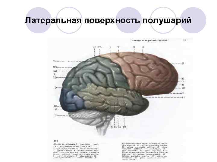 Латеральная поверхность полушарий 