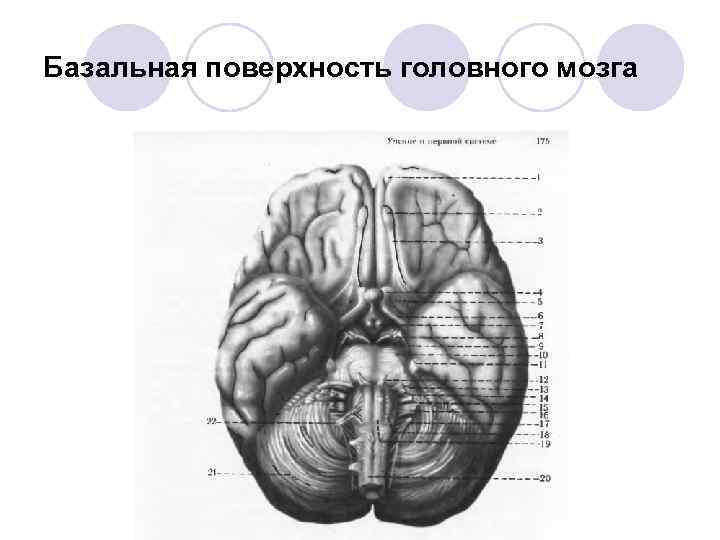 Поверхность головного мозга имеет. Базальная поверхность головного мозга анатомия. Базальная поверхность головного мозга извилины. Борозды базальной поверхности мозга. Извилины и борозды базальной поверхности мозга.