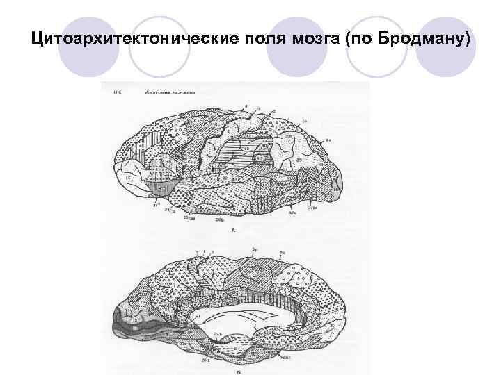 Цитоархитектонические поля мозга (по Бродману) 