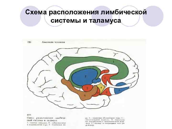 Схема лимбической системы