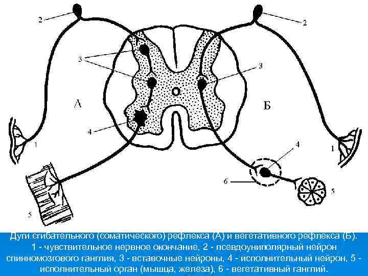 Дуги сгибательного (соматического) рефлекса (А) и вегетативного рефлекса (Б). 1 - чувствительное нервное окончание,