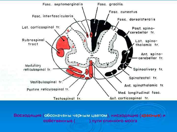 Восходящие (обозначены черным цветом), нисходящие (красные) и собственные (серые) пути спинного мозга 