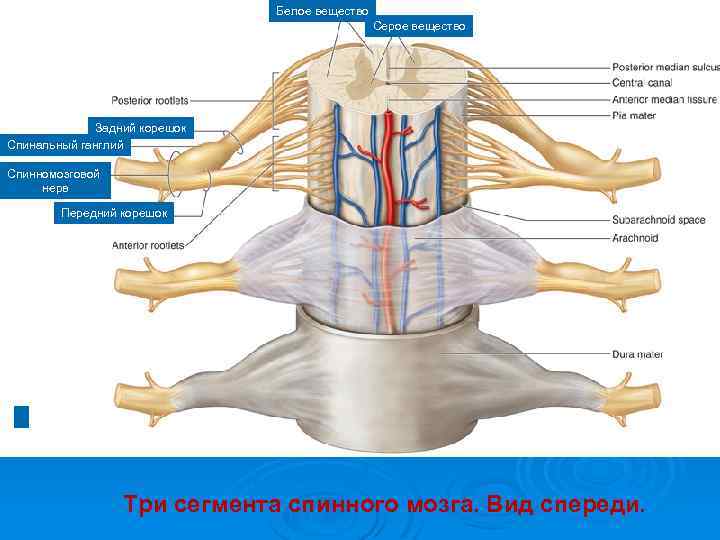 Чем различаются передние задние корешки спинномозговых нервов. Спинномозговой ганглий анатомия. Анатомия Корешков спинного мозга. Строение сегмента спинного мозга.
