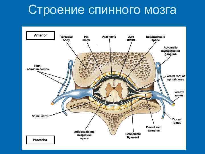 Строение спинного мозга 