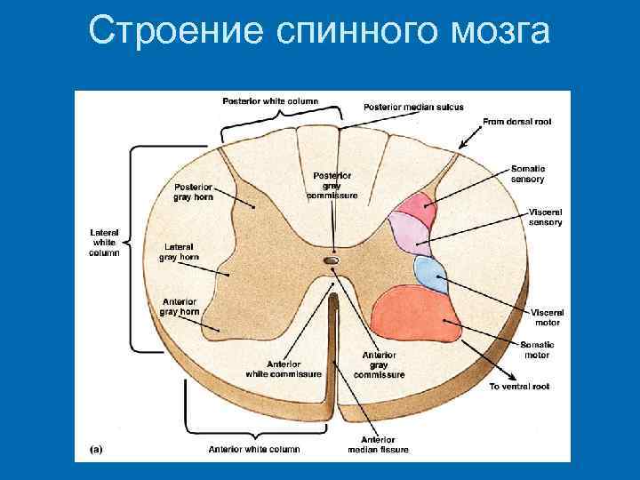 Строение спинного мозга 