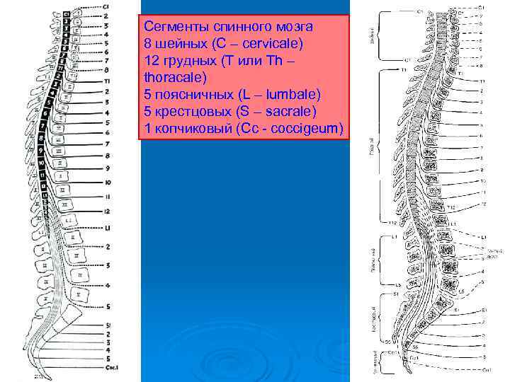 Сегменты спинного мозга 8 шейных (C – cervicale) 12 грудных (T или Th –