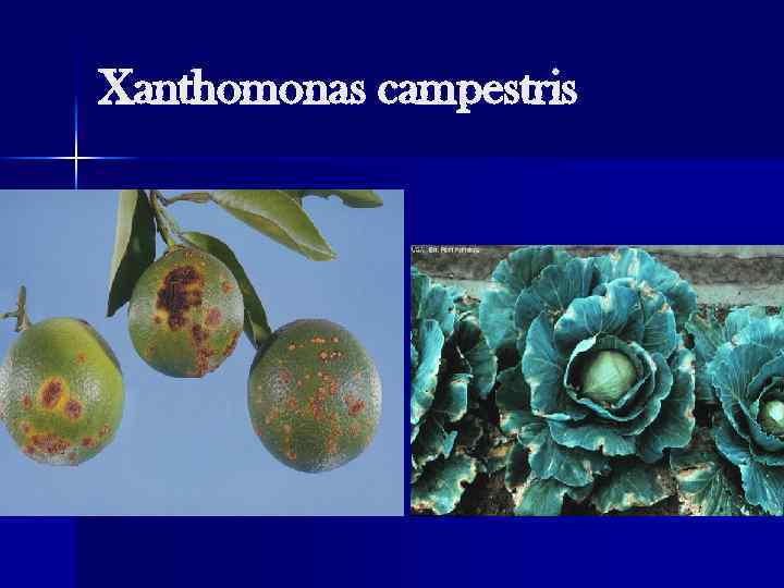 Xanthomonas campestris 